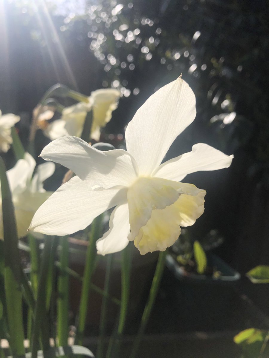 Bulb Planting! 🌼 

Saturday 7 October 10am. 🌸

Wendell Park. 🌷

All welcome! 💐