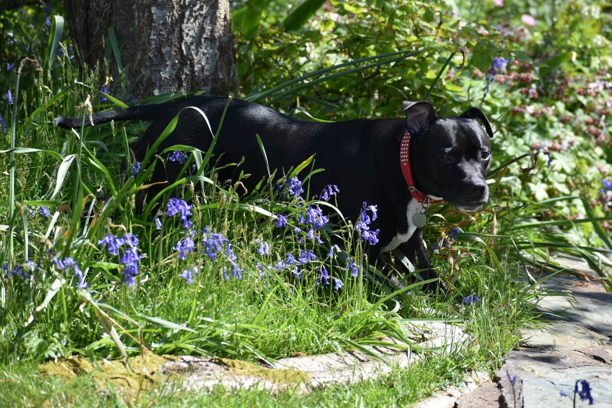 This girl 😍
@staffies