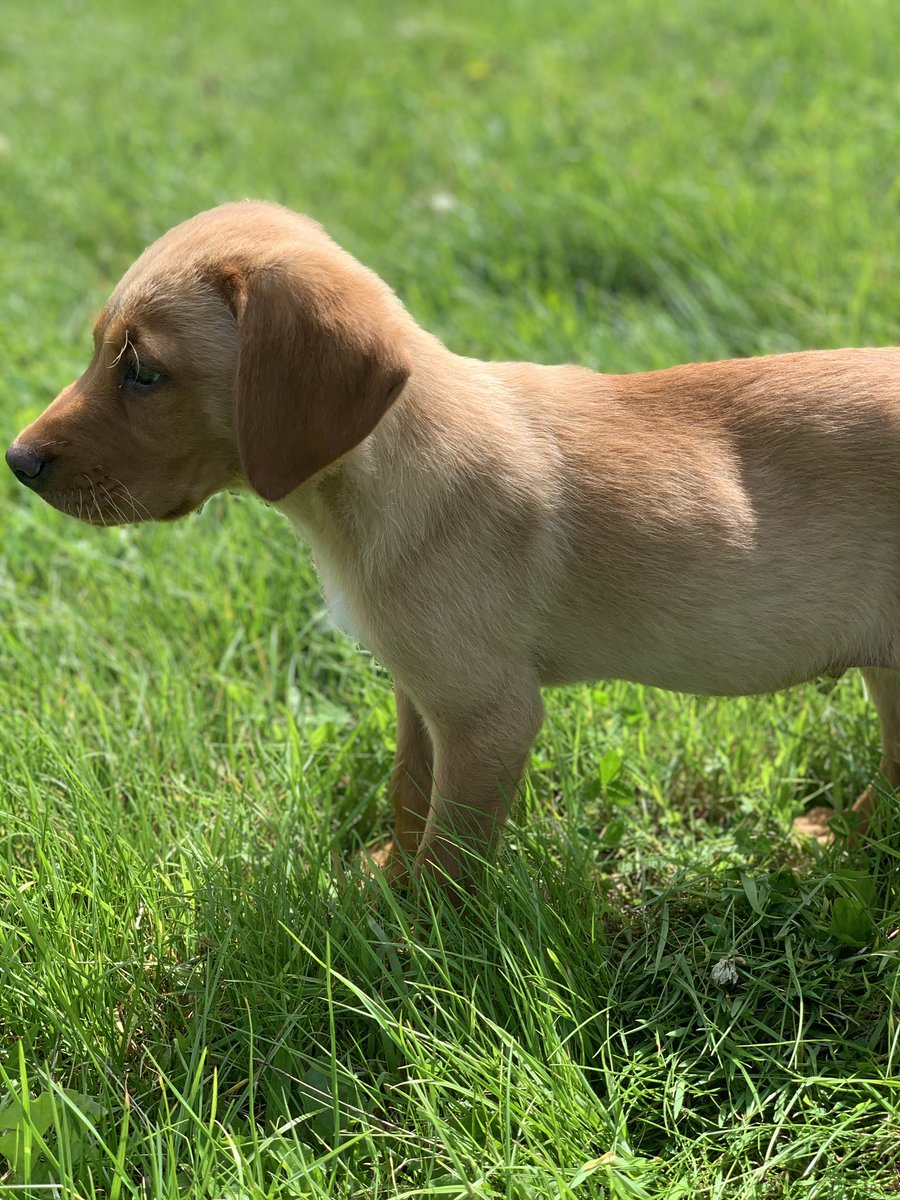 RPD Olaf and PD EmmyLou tweet media
