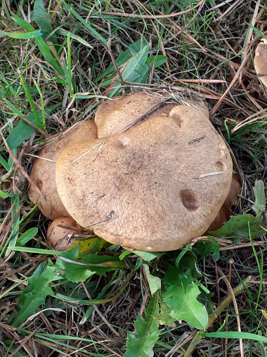 It never ceases to amaze me what can be found not far from my suburban home in NorthBristol. On a grassy road island, near some Pine trees, some Suede Boletes (Xerocomus subtomentosus) have popped up! @BritMycolSoc #TwitterNatureCommunity