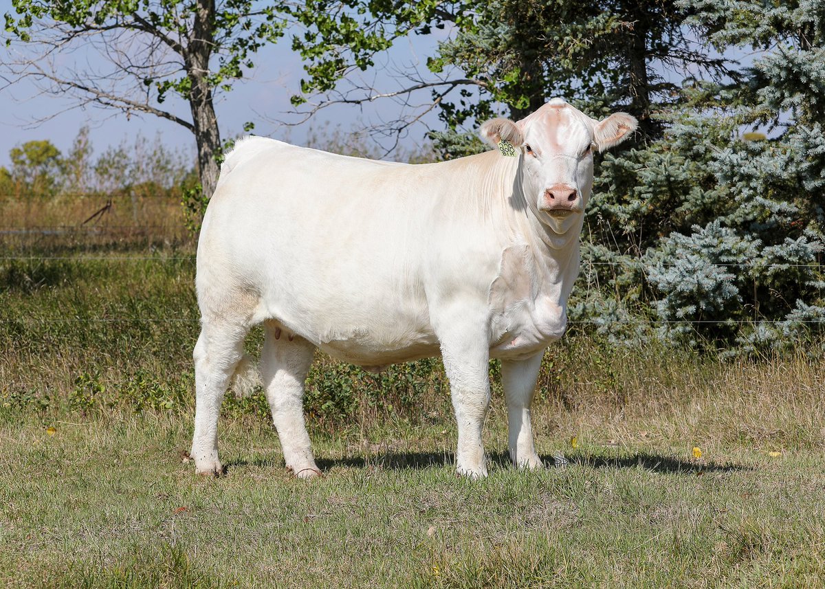 She sells!  
Lot 3:  HTA Delight 228K 
Charolais National Sale
October 26th @ Manitoba Ag Ex