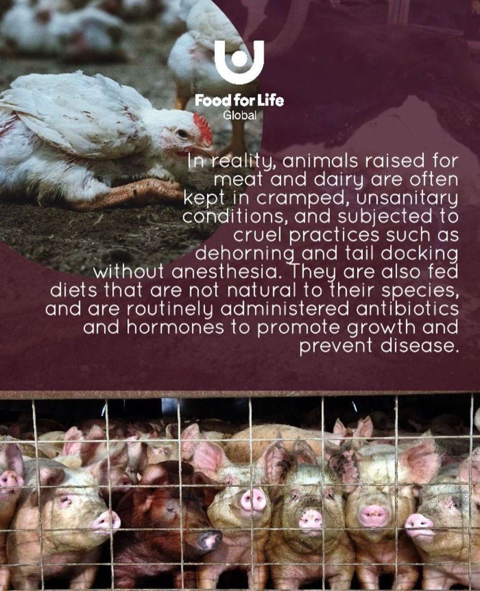 🐣 Unmasking the illusion of joy! 🎭 Happy animals in ads might not reflect their true lives. It's time to question what we see and make informed choices.

See Beyond The Ads

Animal Rights

#FoodForLife #GoVegan #healthplanet #NourishWithLove #plantbased #AnimalCruelty