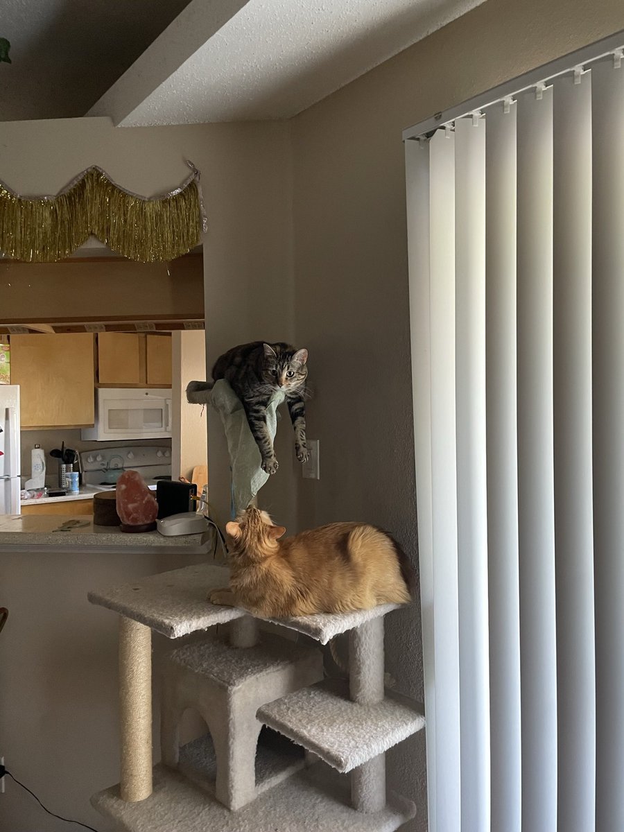 c_in_solidarity's tweet photo. @Garfield @SFdirewolf kitty hanging off the top is Suju, fun fact: her ful name is Suki Junior bc she looks just like her mom! the orange bb is Leo, fun fact: he loves to play chase/tag with me around the apartment https://t.co/078dqhySBG