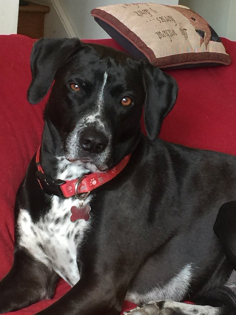 Donas 🐴 tweet media