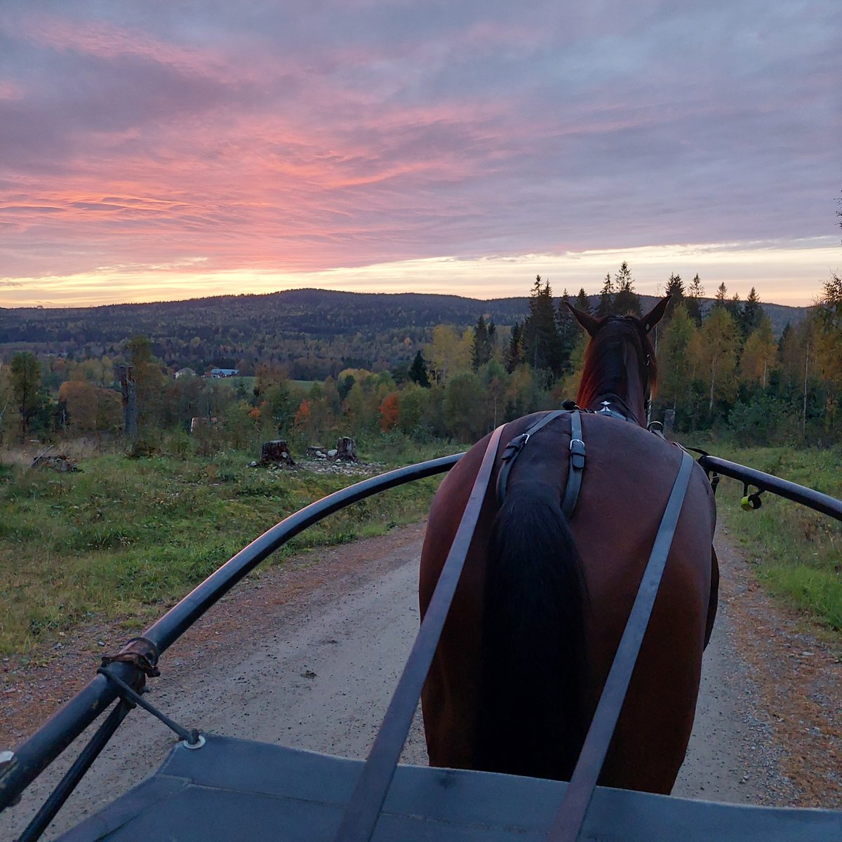 saSDERLUND4's tweet photo. Ny dag, nya möjligheter. Med lopp i kroppen. Ställer vi nu in siktet mot ny start nästa vecka. A mean machine känns oförskämt pigg för dagen. Hoppas att hon snart får visa vad hon kan. I dag vart det en "lugn"🤦‍♀️ jogging tur. Skön höst kväll, men nu kommer kylan. Vi e redo💪 https://t.co/kN1Y8OA0Lk