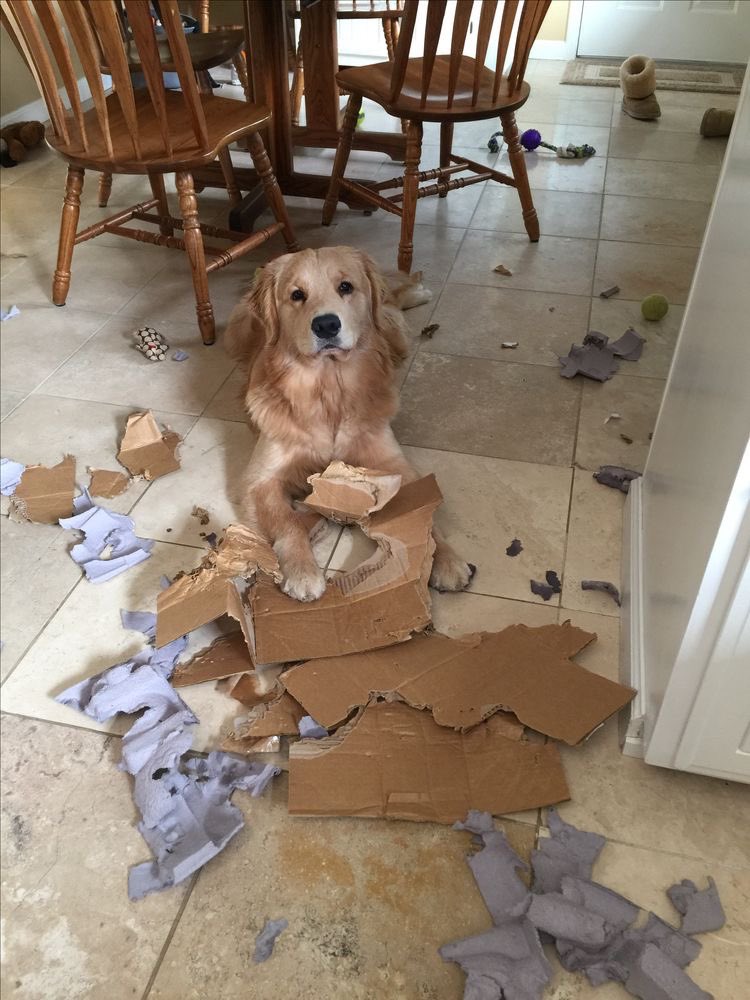 NewsDigitalesAr's tweet photo. queremos ver fotos de sus perritos portándose mal🤭 https://t.co/3MIvhV5lLG
