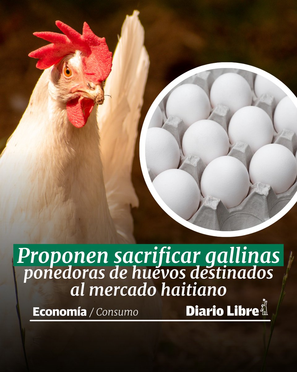 DiarioLibre's tweet photo. 🛢 |#ConsumoDL| Proponen sacrificar gallinas ponedoras de huevos destinados al mercado haitiano

🔗https://t.co/VnAFXQoOHr

#DiarioLibre #GallinasPonedoras #Huevos #MercadoHaitiano https://t.co/lnM6yqGJb0
