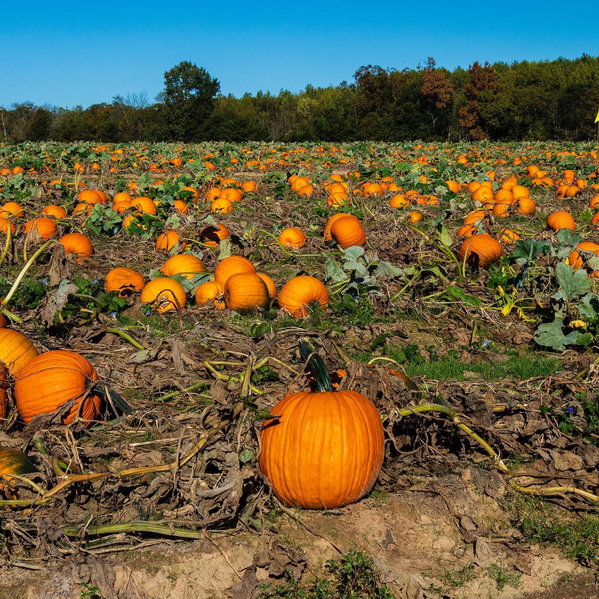 artourism's tweet photo. Embrace the spirit of October by exploring Arkansas' pumpkin patches! 🎃 Discover the perfect pumpkin at Peebles Farm and Corn Maze in Augusta. #ARAmbassadors #VisitArkansas #ArkansasFall 📷: Josh R. https://t.co/go3ZJFPsam