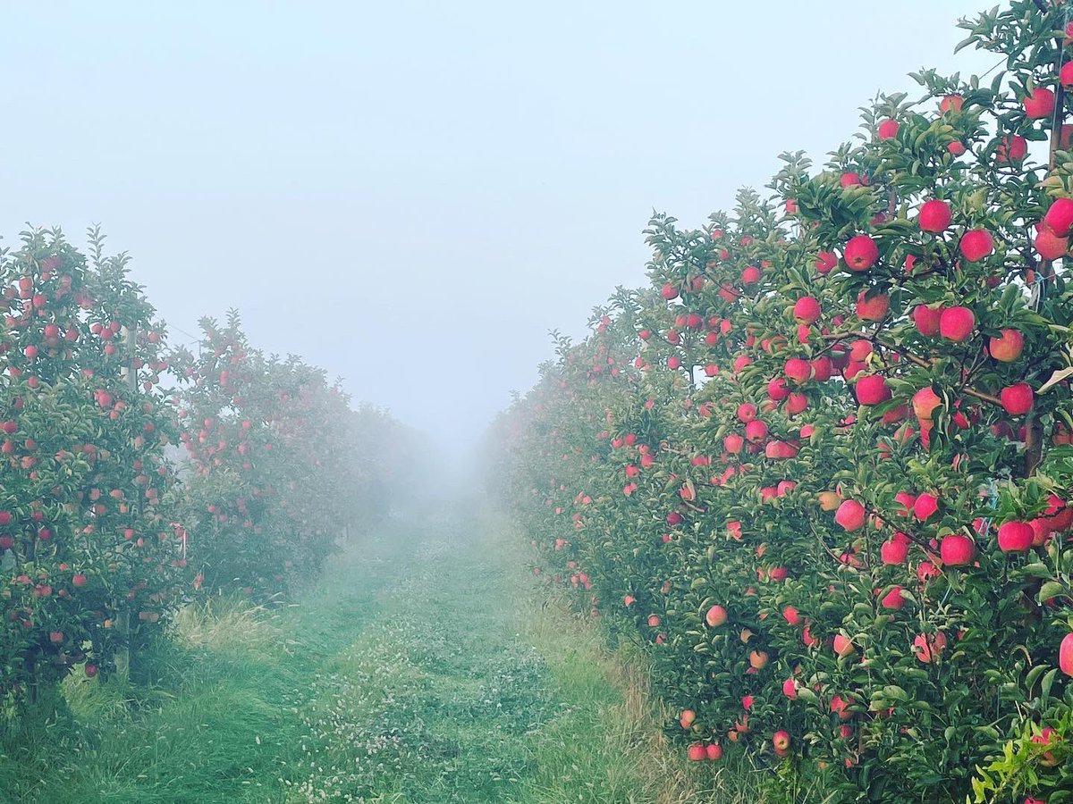 brian rideout tweet media