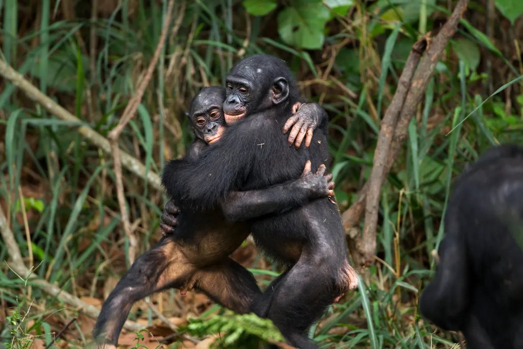 Gran investigación publicada hoy sobre sexo entre individuos del mismo sexo en el mundo animal

Es un comportamiento más natural de lo que se cree: se ha descrito en más de 1500 especies animales.