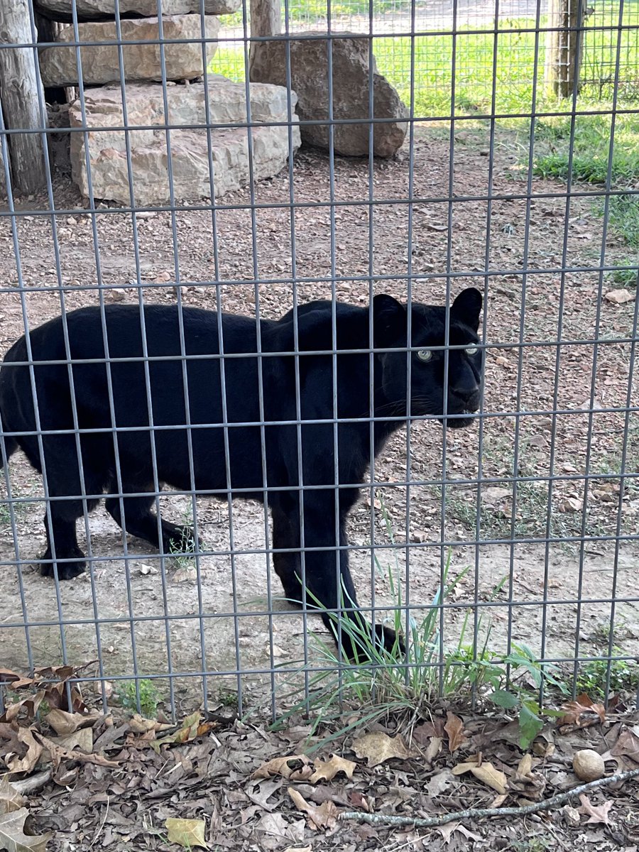 bigmikeP20's tweet photo. Tiger sanctuary https://t.co/gLSaBLH4bH