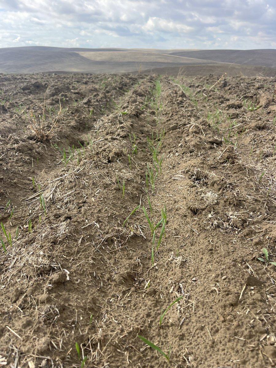 Pretty excited with how the fields that we seeded earlier than normal are looking. They have caught rain after rain and are loving life. In addition we have plenty of moisture now for the remainder of fall planting. No complaints here.