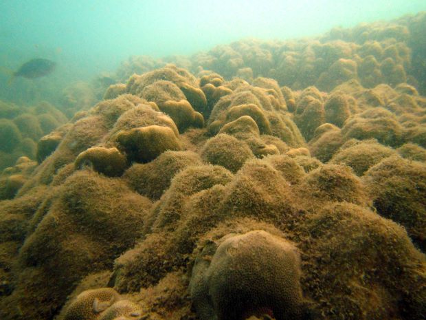 UQ_News's tweet photo. #UQ researchers are developing a web-based management program to map ocean water pollution almost as it happens ๐๐๐
It'll provide crucial information to better protect our coral reefs: https://t.co/y6h8xhj8mY
@UQscience
@UQ_EAIT
@AmeliaWenger
@CORDAP_
๐ธJoleah Lamb https://t.co/nOnMbCK99a