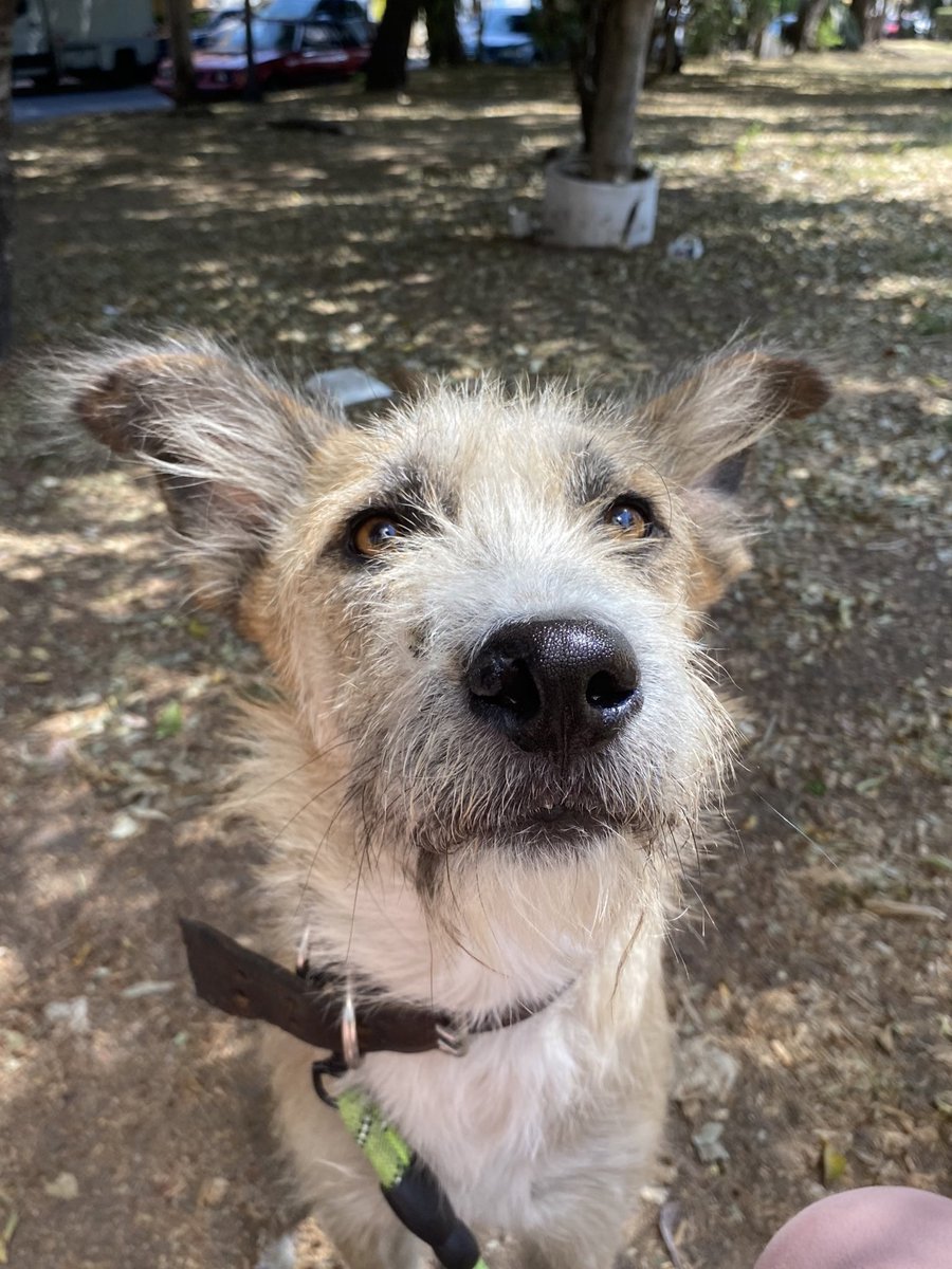 Nuestra Sol está preocupada y triste 
Nadie pregunta por ella seriamente,nadie le ha querido dar una oportunidad.
Sus amiguitos ya se fueron en adopción y ella aún sigue esperando en pensión 😭
Estamos en Ciudad de México 🇲🇽