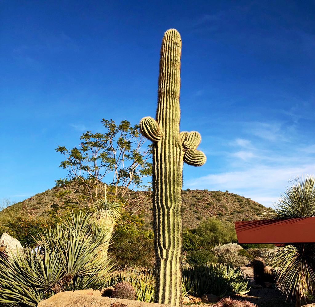 minnesotahiker's tweet image. Cactus Poem:
Climbing #Camelback:
Pausing to compose haiku
Ode to Saguaro
#haikuchallenge (ode)