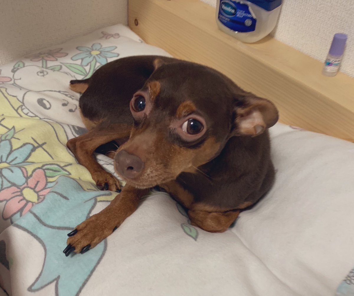mon_mp91's tweet photo. おはもん https://t.co/A8May6A6jG