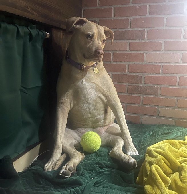 😂 I literally just saw my dog &lsquo;parallel park&rsquo; herself into the corner she likes against the wall. She