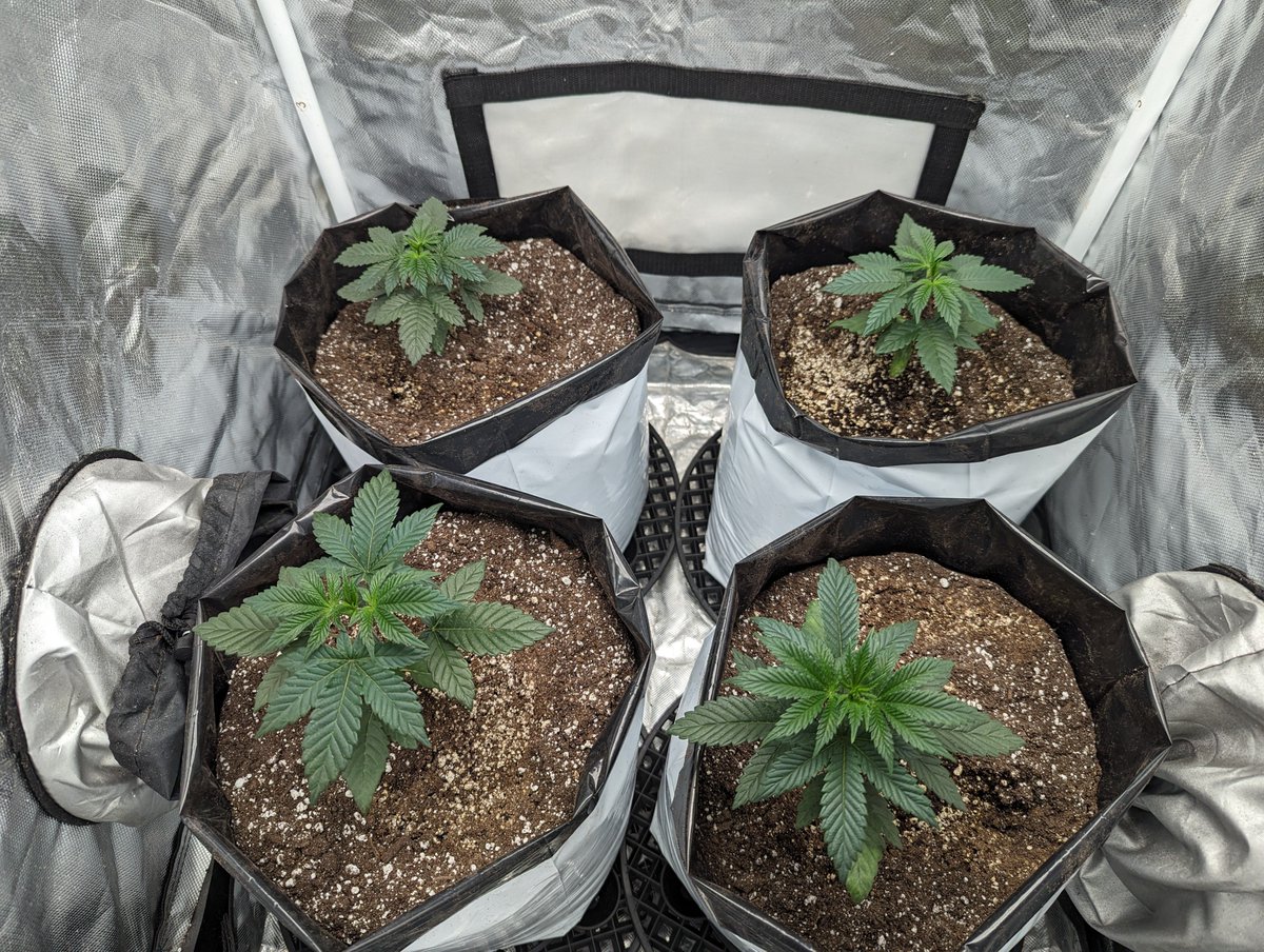 They're diggin the new shoes

😍💚🌱