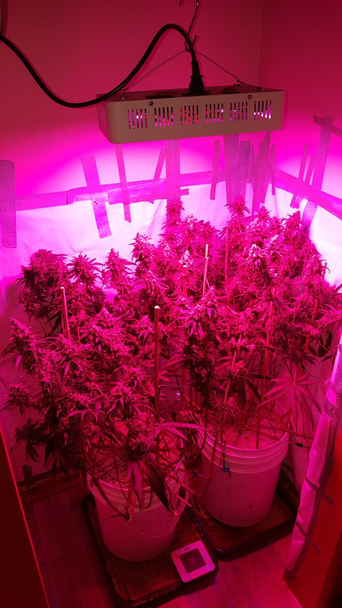 These girls are on day 62 since flip! They getting heavy! Some Amber trichomes already✊🏽! Gonna give them nutes one more time though, that will stay wet for at least 3 to 6 days! Then flush them for a week or as long as I can ✌🏽💚