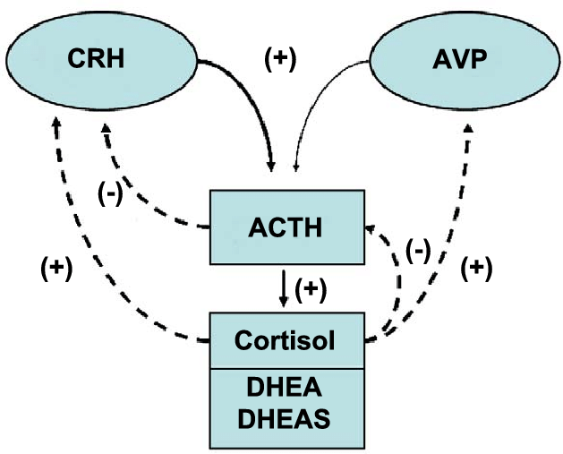 The secretion of DHEA & DHEA-S from the #adrenal is dependent on ACTH, therefore in mild autonomous cortisol secretion (MACS) the DHEA & DHEA-S are low (because of relative suppression of ACTH). 

#Endocrinology #EndoTwitter #MedEd