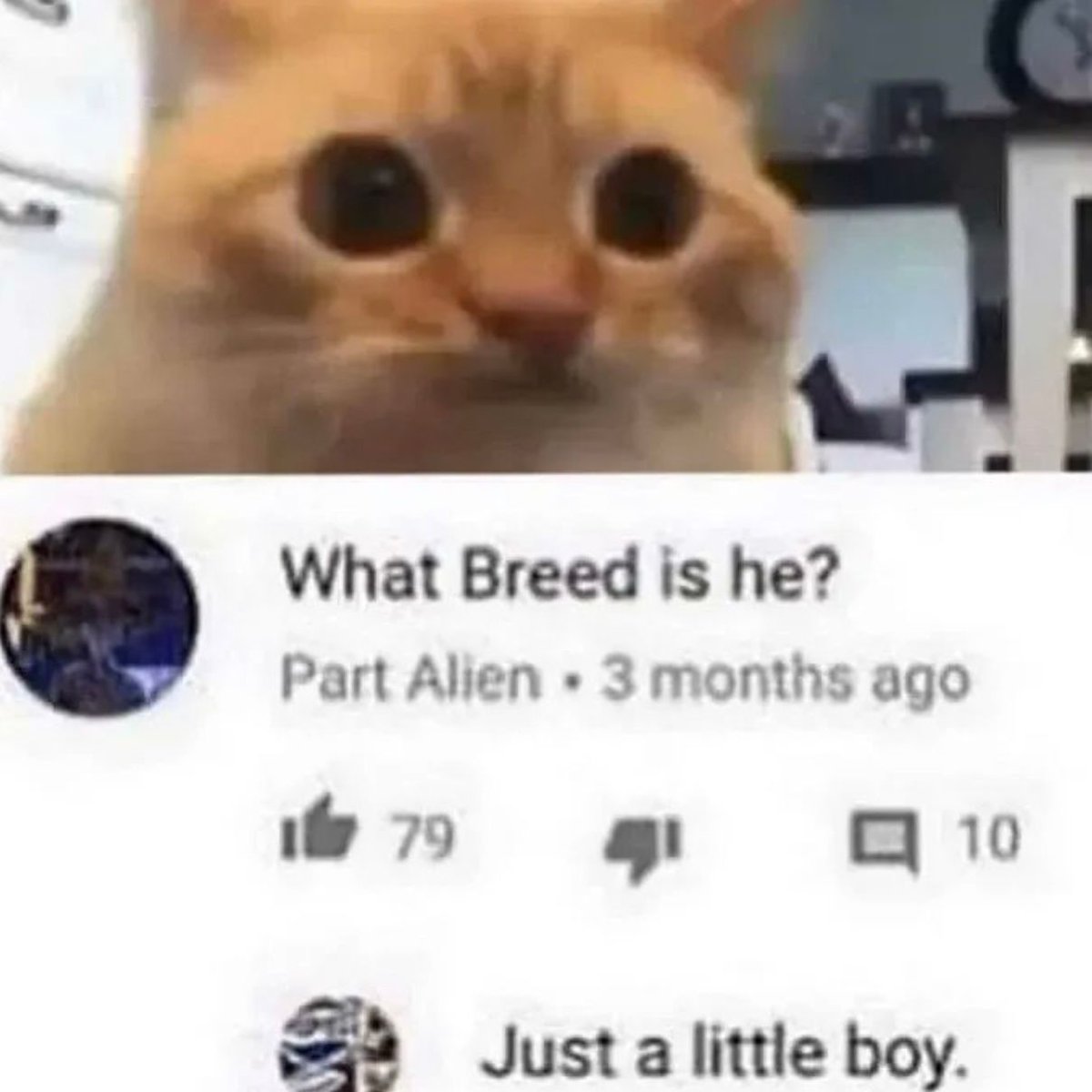 Posts Of Cats (@postsofcats) on Twitter photo 