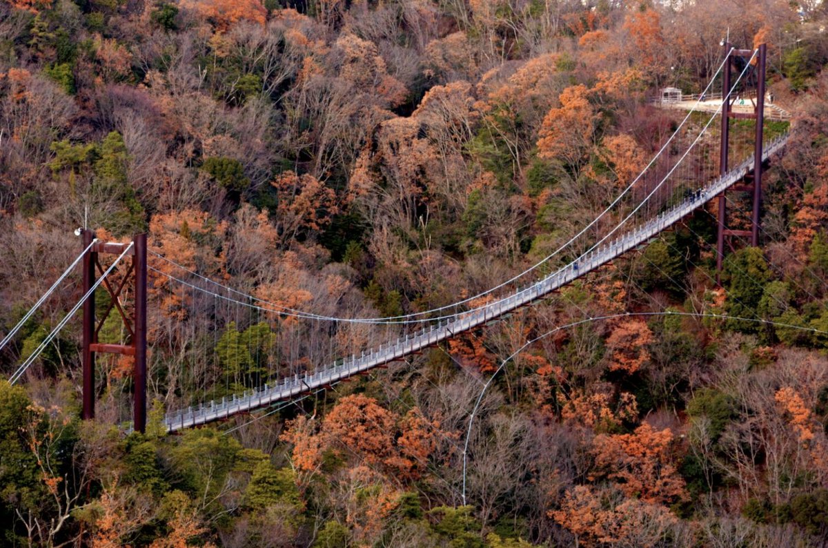 Shibby3601's tweet photo. Conquer Japan’s second-longest pedestrian bridge, Hoshi no Buranko, for a thrilling adventure and stunning autumn views. 
#HoshinoBuranko #AutumnAdventure https://t.co/hCVWvPodBk