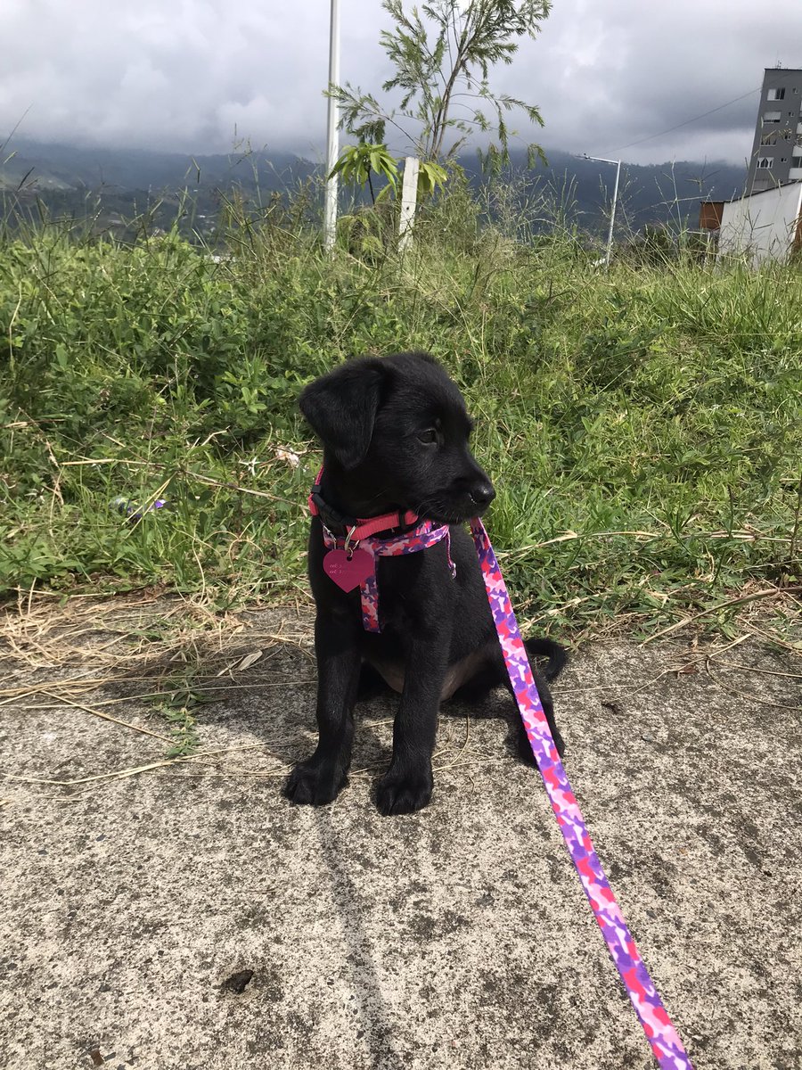 Mejia023m's tweet photo. Mi negra hermosa https://t.co/JVMX3DLZ9I