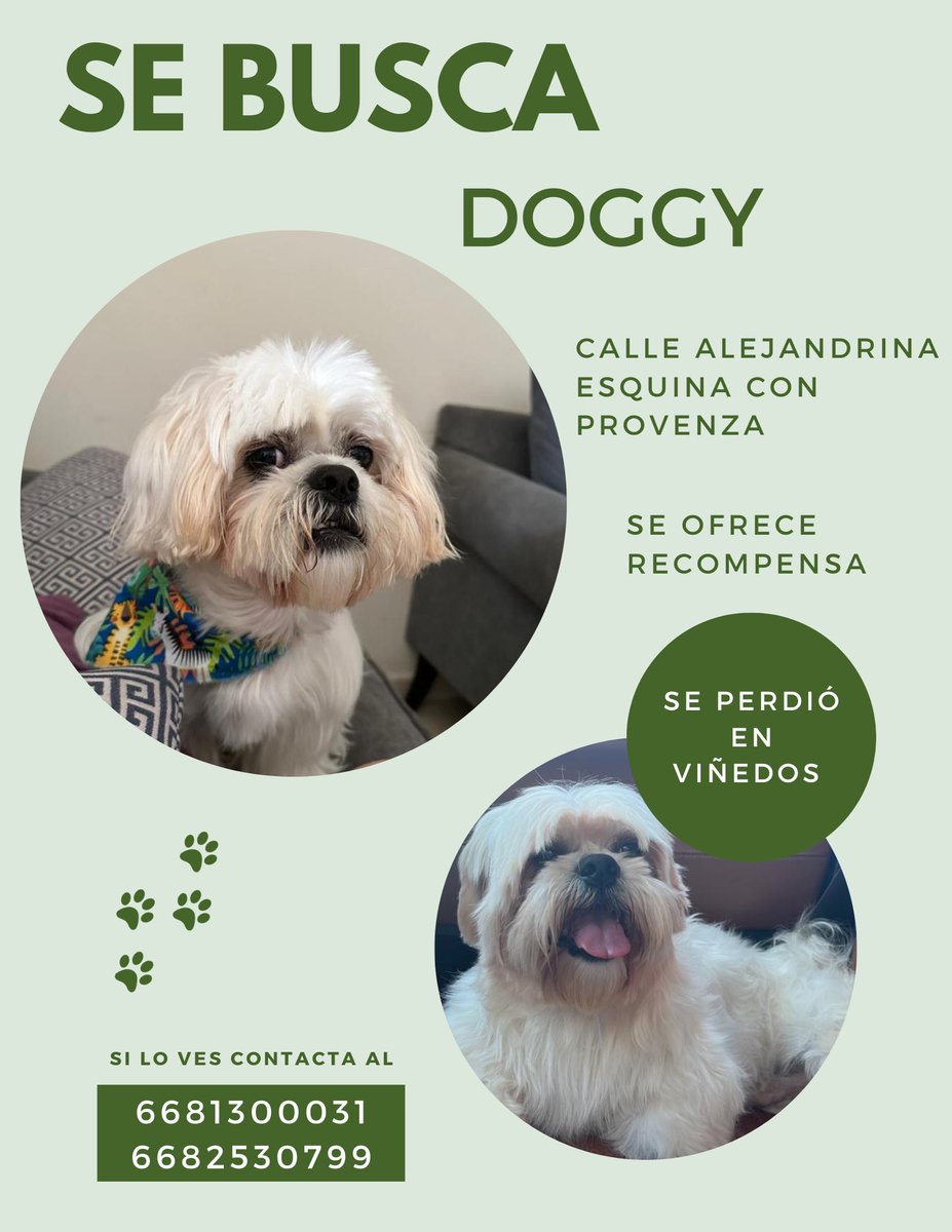 Se perdió el día 3 de octubre en ampliación viñedos !!!
Se ofrece recompensa, Doggy esta en tratamiento médico 🙏🏻