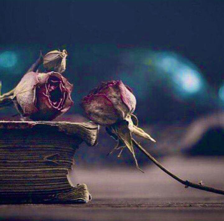 #يوم_الحبيب_العالمي

ماضريت بذلة النفس وإنقاص المقام
  والدروب الخايبه .. ماعرفها كلّهاا ..

  عقلي اللي سابقٍ عمري بعشرين عام
  ردني عن طرقة الهون ، واللي دلهاا '!!