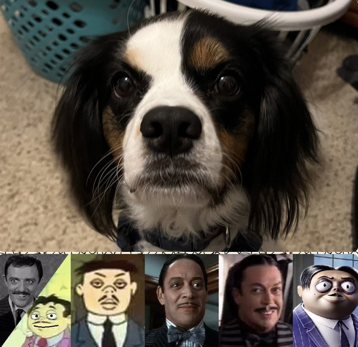 JaclynMarie83's tweet photo. Our dog has a Gomez Addams mustache. He’s not creepy, but he is a little kooky. 😂 @BradKurtzCR #TheAddamsFamily #GomezAddams #SnapSnap #RescueDogs #AdoptDontShop #SuperMutt #cute #funny #dog #happy #smile https://t.co/Mvus4yAGOG