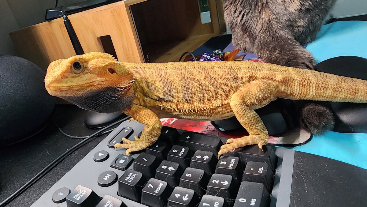 BluCatDev's tweet photo. Krispy is judging my #dnd character... He's a very judgemental dragon. 

#beardeddragon #ttrpg #catlady #lizardlady #gamer https://t.co/KnWYwMDjcS