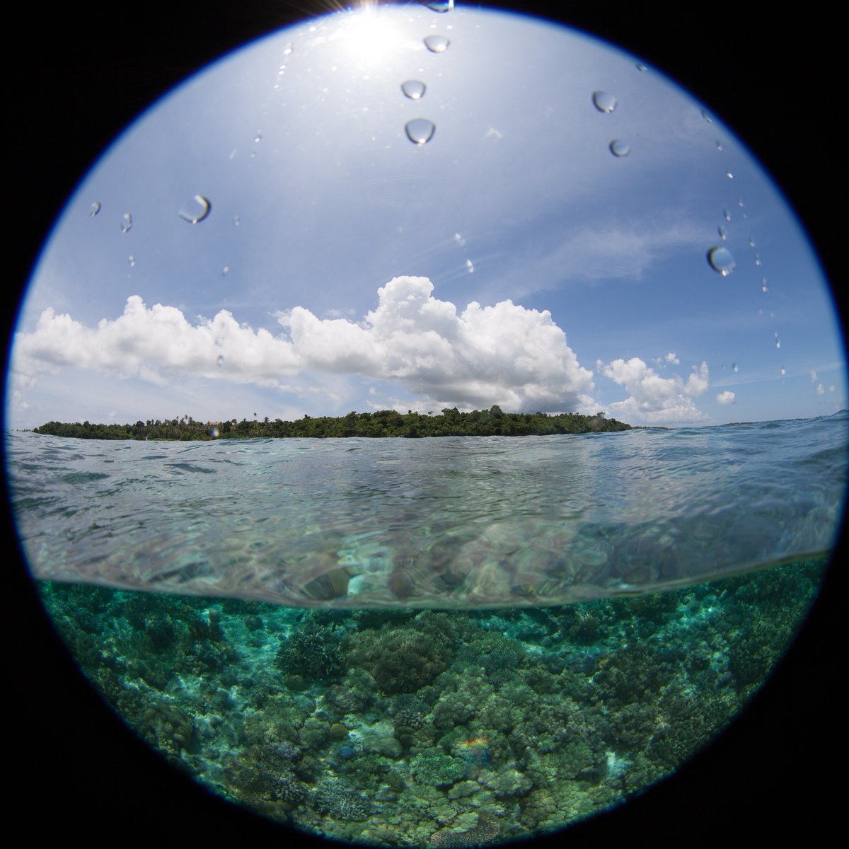 Make sure you're subscribed to the Ikelite Weekly Newsletter so you don't miss this week's article "Dealing with Droplets when Shooting Split Shots." We share all the tips and tricks you need to minimize water droplets + editing advice.

ikelite.com/pages/weekly-n…