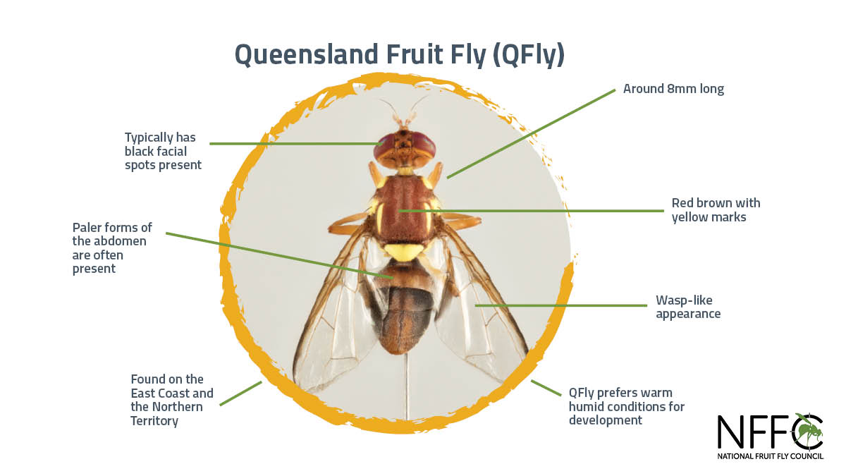 Do you know what to look for when monitoring produce for #fruitfly? An adult Queensland fruit fly (Qfly) is approximately 7mm long &amp; reddish-brown in colour, with distinct yellow markings. #Qfly is native to north-eastern Australia. More: ow.ly/QmO050PQXpb #preventfruitfly