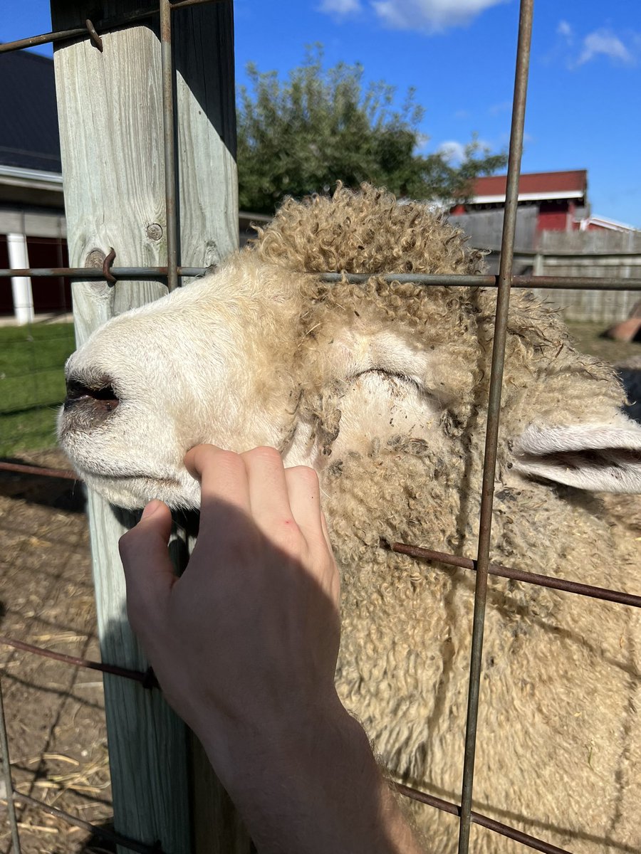 EarthyBalance's tweet image. Nothing like a cider mill visit 🍂🐑