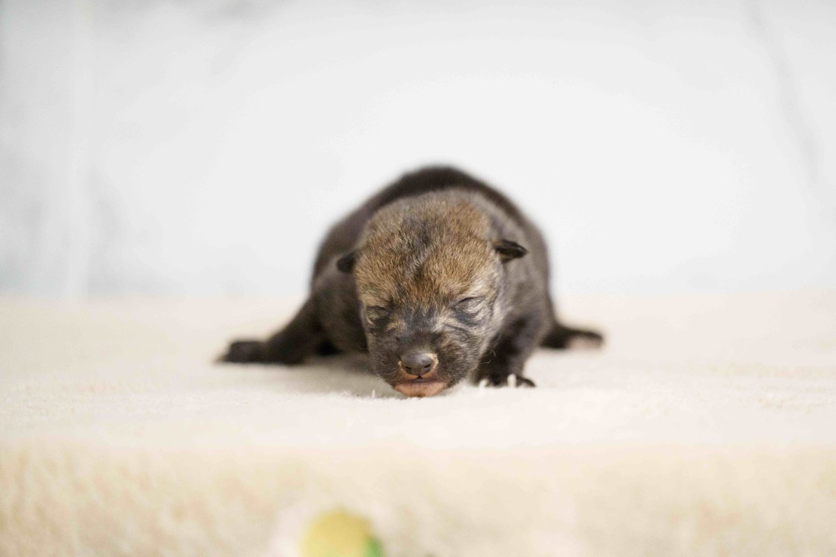 STLWolfCenter's tweet photo. This adorable #wolf pup was born earlier this year and we hope her scrunchy little face makes your day a little bit brighter. π #mexicanwolf #endangeredanimals https://t.co/tDmwuVunAh