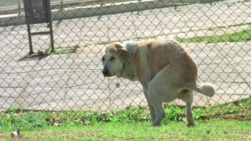 🐕 ESTA MULTA TE PODRÍAN IMPONER SI NO RECOGES LA HECES DE TU MASCOTA EN LA VÍA PÚBLICA Y PRIVADA 

“No recoger las heces de tu mascota en la vía pública y propiedad privada puede hacerte acreedor de una multa de $1,460 a $2,190”, informó el <a href="/ibaelsalvador/">Instituto de Bienestar Animal</a>. 

Y agregó: “No