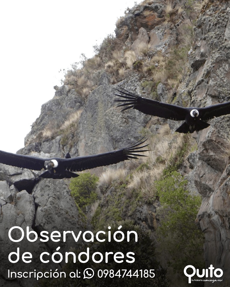 Visit Quito tweet media