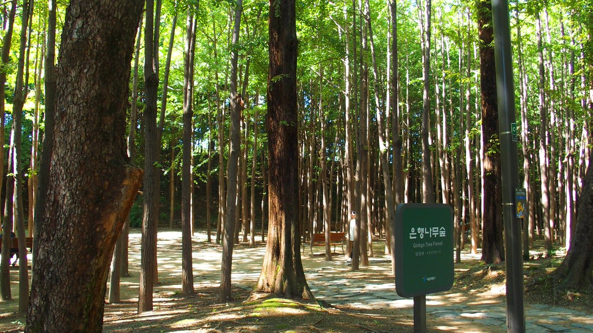 늘 철길 반대편에 서서
가슴 시리도록 손 흔드는 사랑이여
한번 만나면 두 번 이별해야 했던 
내 생의 방명록에는 
당신의 이름은 없습니다

손 흔드는 내 사랑이여/김윤진 중
시집/사랑을 앞에 두고
월간시사문단 2004.9 연재시
서울숲에서~~