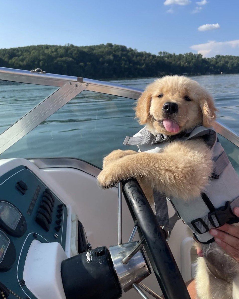 WeRateDogs tweet media