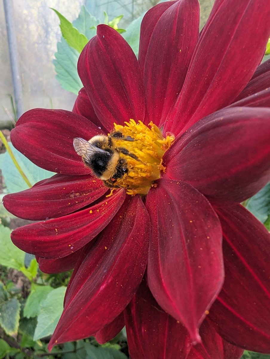 More positive note: happy bumble monching the pollen on our Poly dahlias today