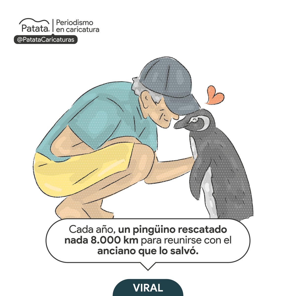 Un pingüino recorre 8.000 km para visitar al anciano que lo salvó 🐧
🧵
