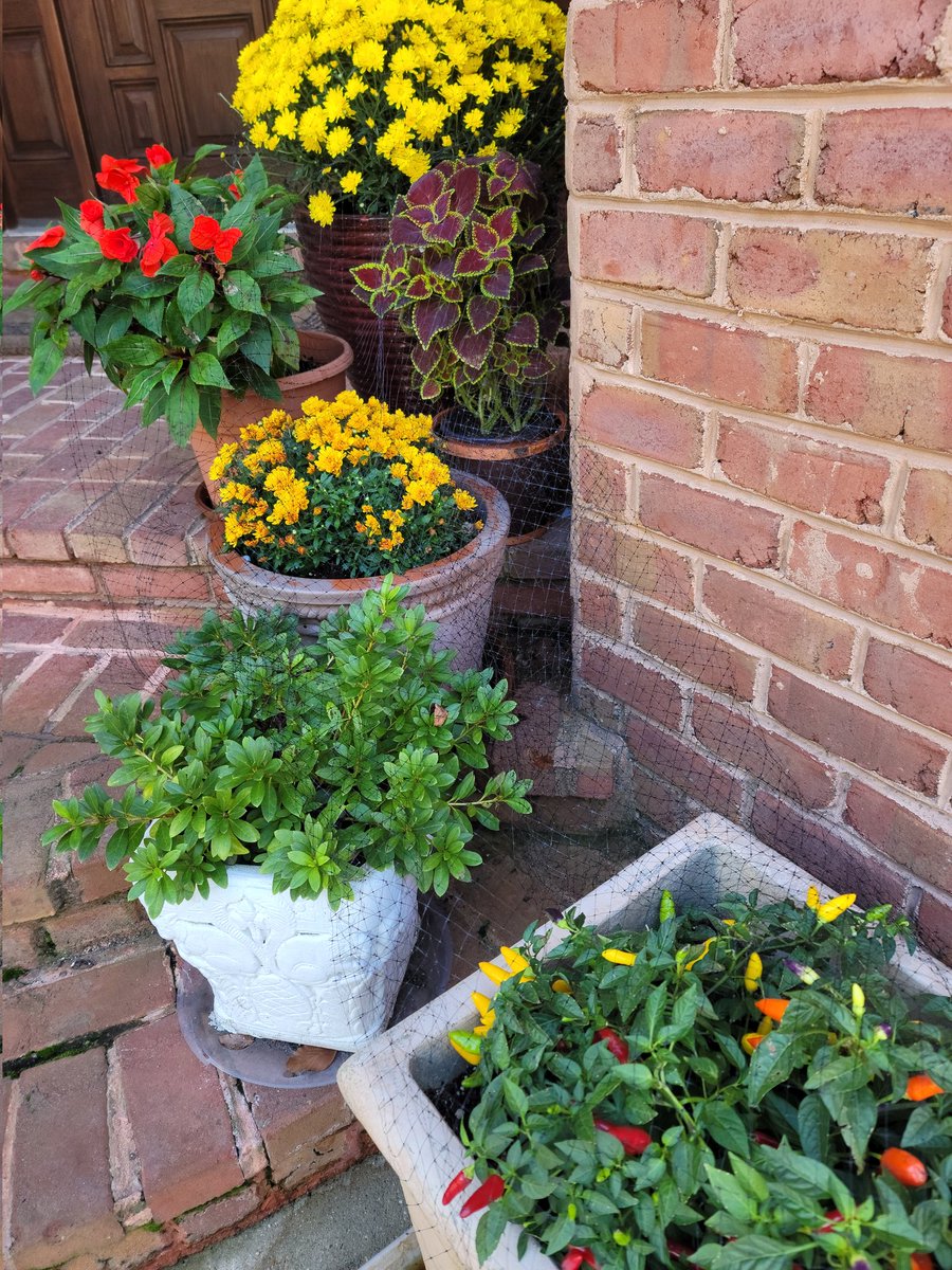 I just love the flowers of fall!!!🌻