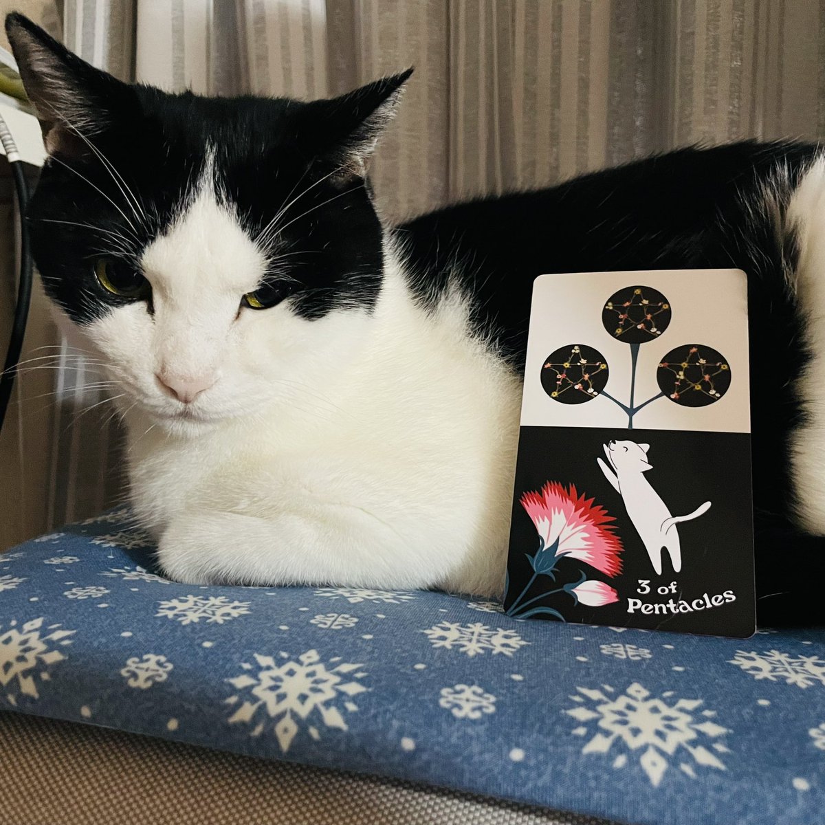 oraclerinko's tweet image. 10/4あなたが光る日✨今まで取り組んできたことが認められそう😊飛躍のチャンスです⤴️この先のプランがまとまりそうです✏️引き続きあなたの技術を磨いて。そしてすでに身についてる実力を信じて！ #3ofPENTACLES #寒くなったﾆｬ #タロット #猫