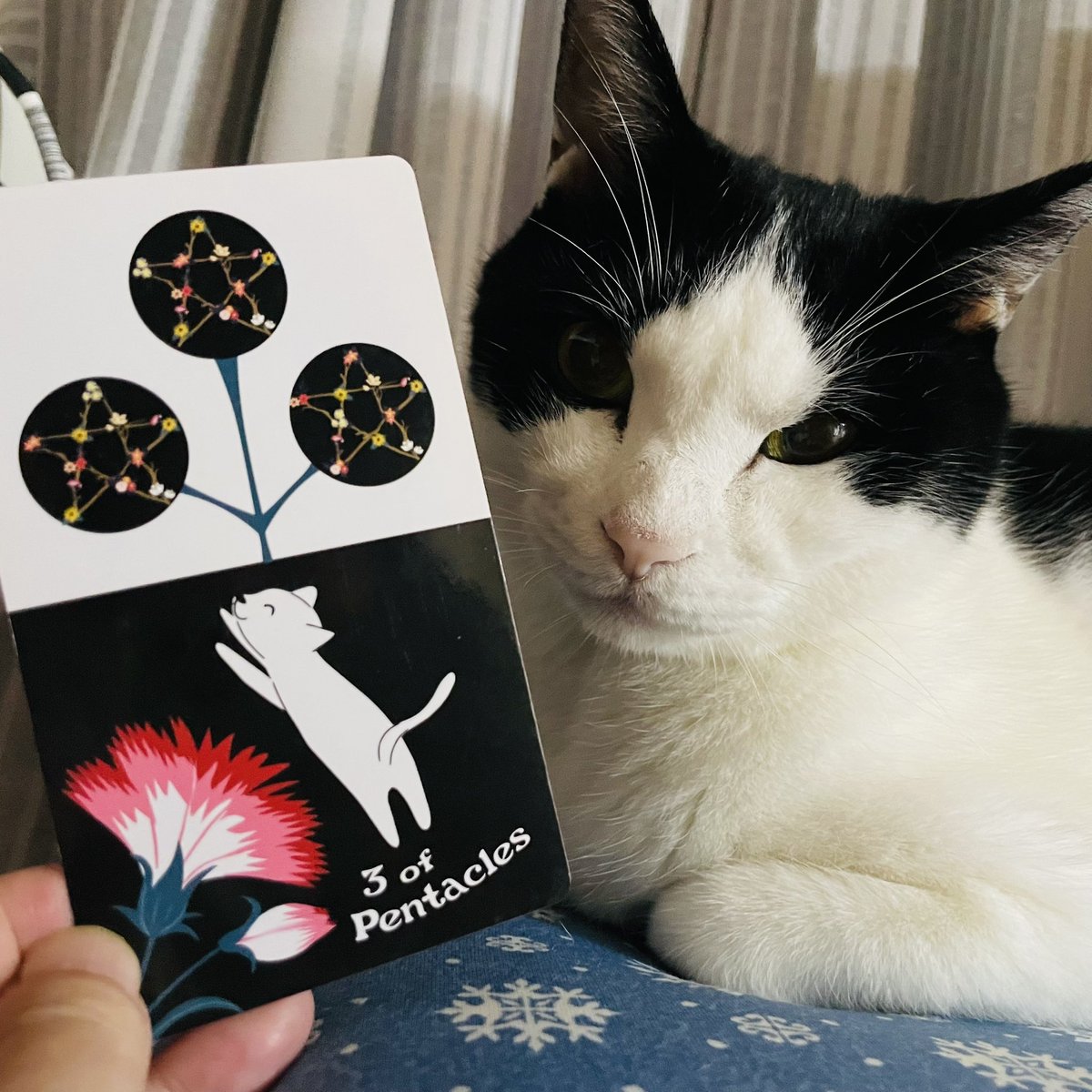 oraclerinko's tweet image. 10/4あなたが光る日✨今まで取り組んできたことが認められそう😊飛躍のチャンスです⤴️この先のプランがまとまりそうです✏️引き続きあなたの技術を磨いて。そしてすでに身についてる実力を信じて！ #3ofPENTACLES #寒くなったﾆｬ #タロット #猫