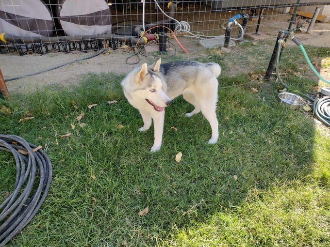 This poor, young husky turned up on the property I live on. Neighbors have been unsuccessful trying to
