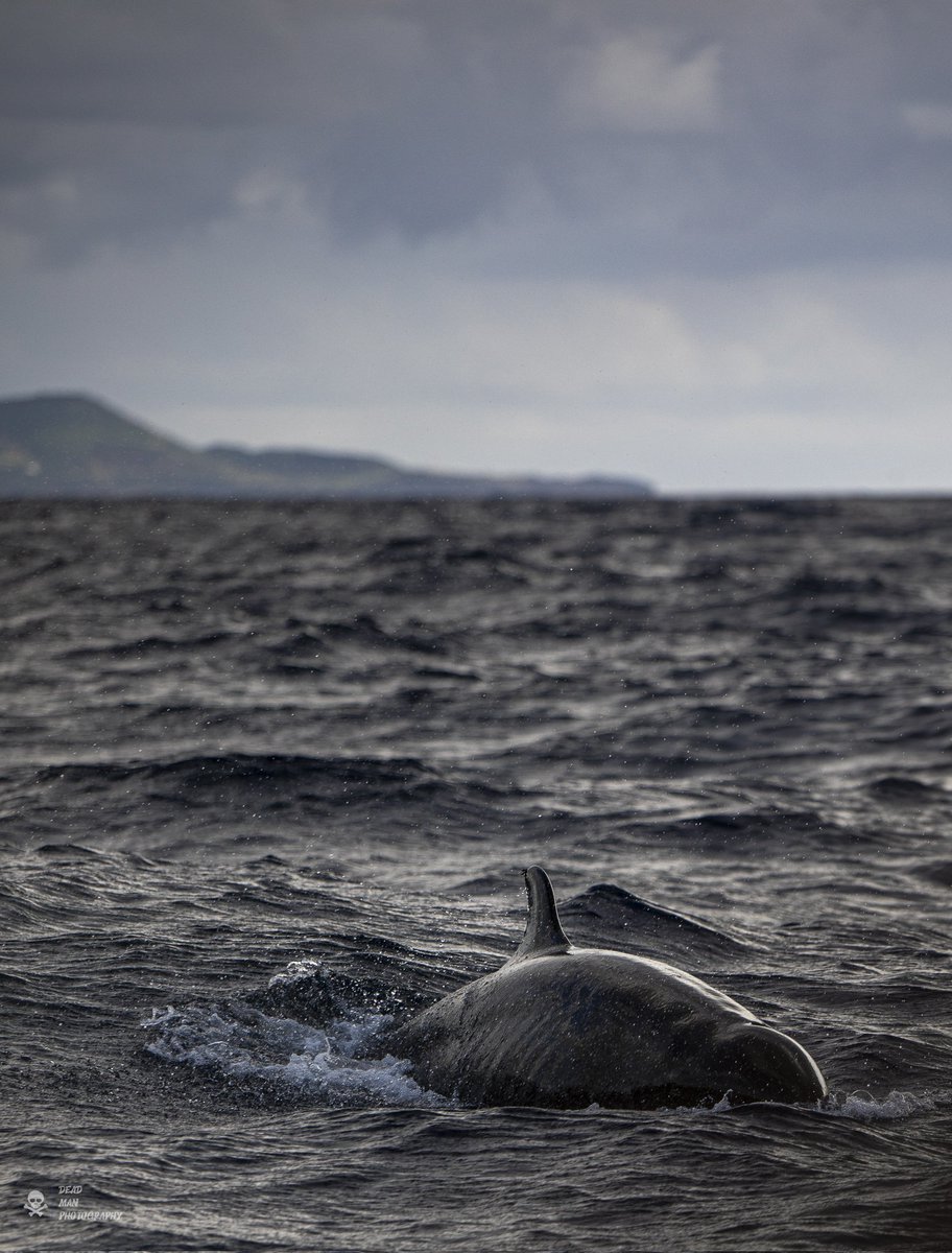 AzorPhotoZombie's tweet photo. False killer Whale
#nature #whalewatching #wildlifephotography #Wildlife #Wildeanimals #Whale #Azores #Azoreswildlife https://t.co/v2U5uPn1dF