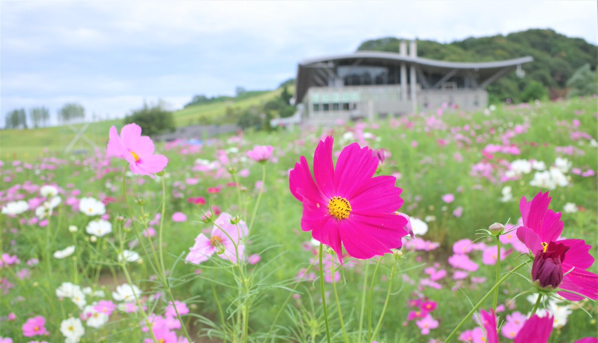 pei1979flower's tweet photo. https://t.co/ia4o5iAtoM