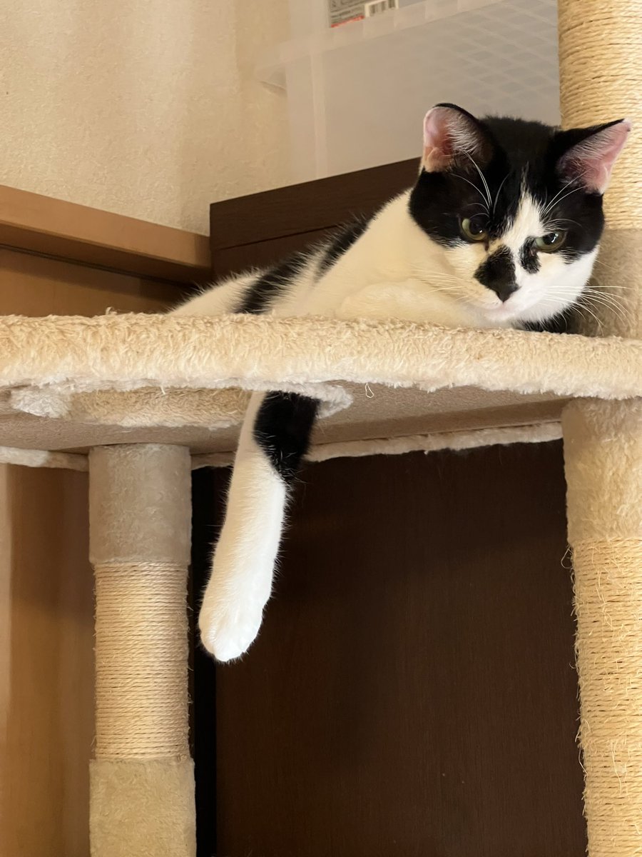 Potechi_Roro's tweet photo. 握手会場はこちらですよー(*´-`)
 #猫好きさんと繫がりたい https://t.co/60hRBTCkya