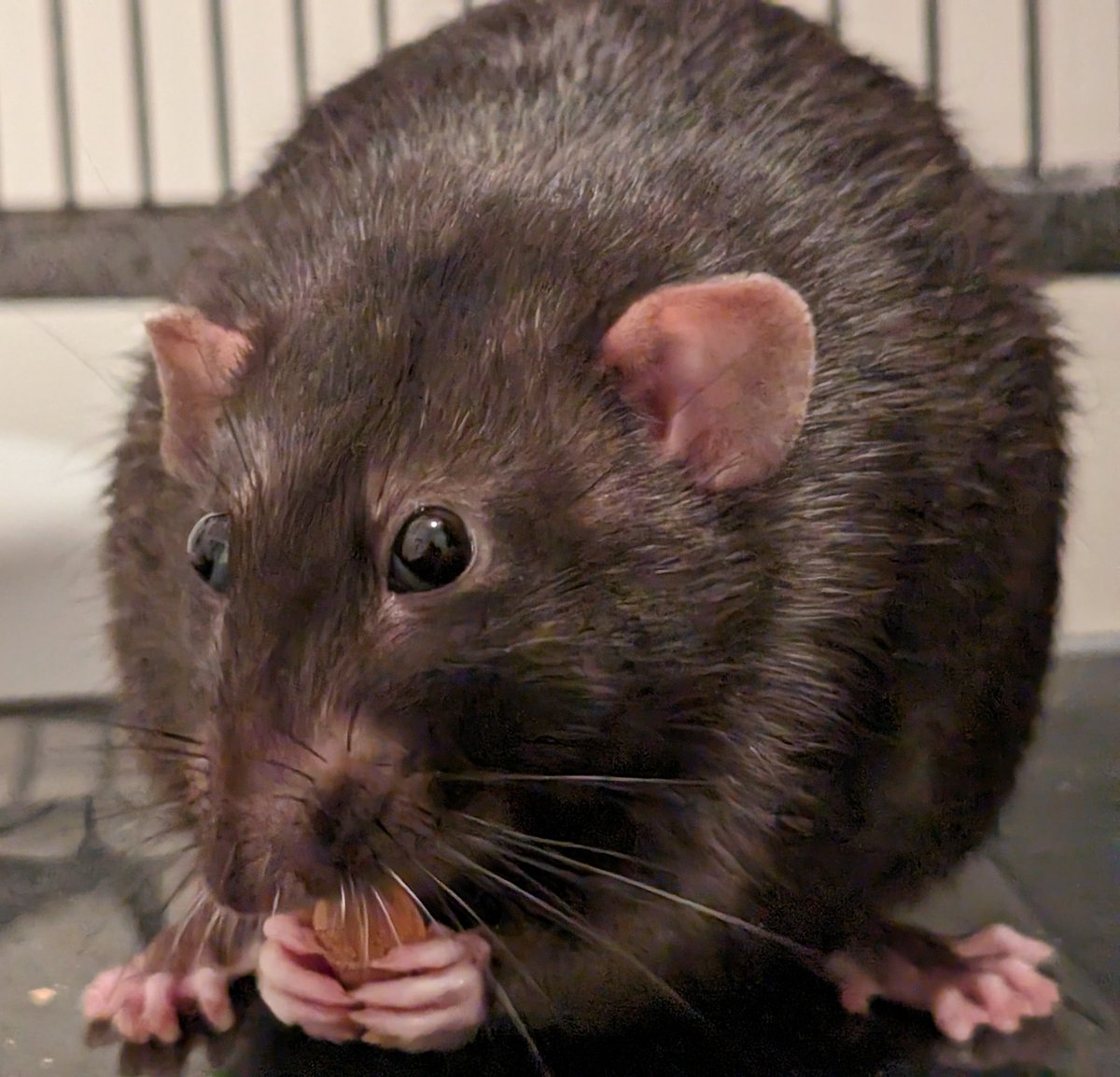 Fuzzbutt_UK's tweet photo. A perfectly round rat potato π₯°π₯°ππβ€οΈβ€οΈβ€οΈ #petrats #ratties #ratlove #ratcommunity #fancyrats #ratsoftwitter #iloverats https://t.co/A6ezaf1cqa