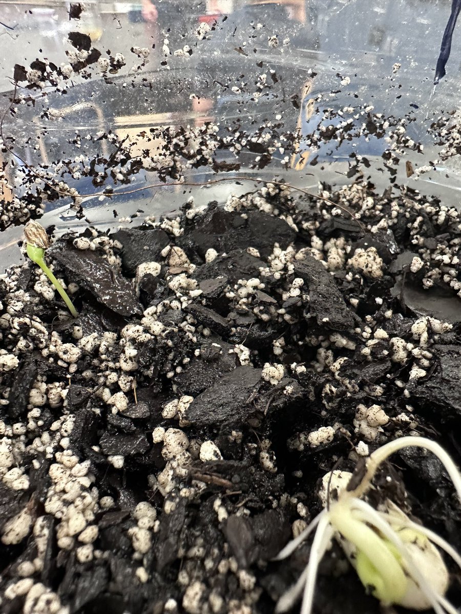 Alisha Hogg 🐬 tweet media